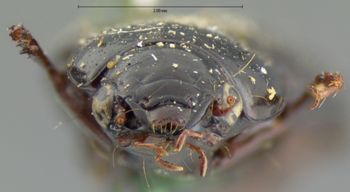 Media type: image;   Entomology 666 Aspect: head frontal view